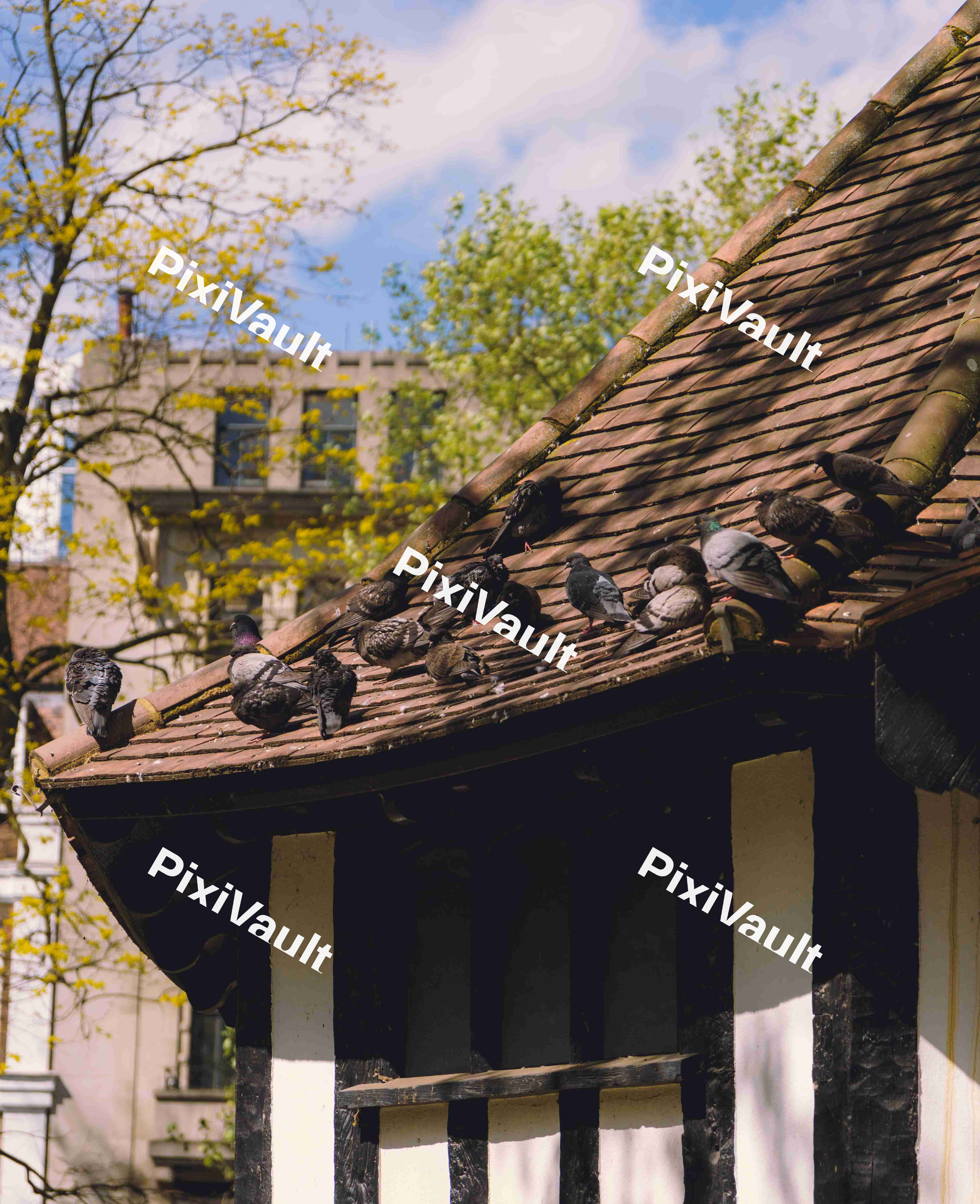 Pidgeons On A Roof